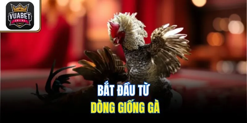 Bắt đầu từ dòng giống gà