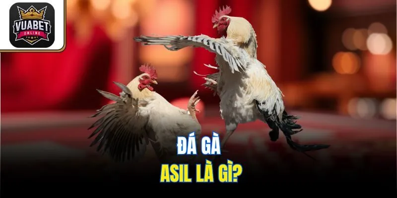 Đá gà Asil là gì?