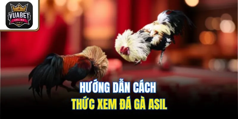 Hướng dẫn cách thức xem đá gà Asil