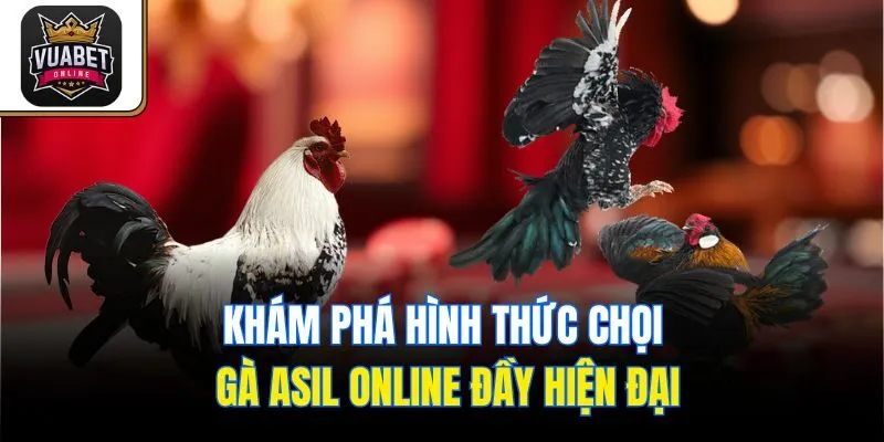 Khám phá hình thức chọi gà Asil online đầy hiện đại