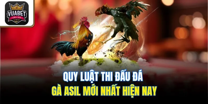 Quy luật thi đấu đá gà Asil mới nhất hiện nay