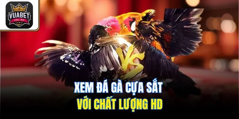 Xem đá gà cựa sắt với chất lượng HD