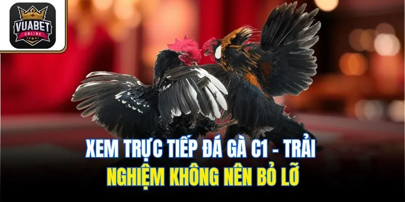 Xem trực tiếp đá gà C1 - Trải nghiệm không nên bỏ lỡ